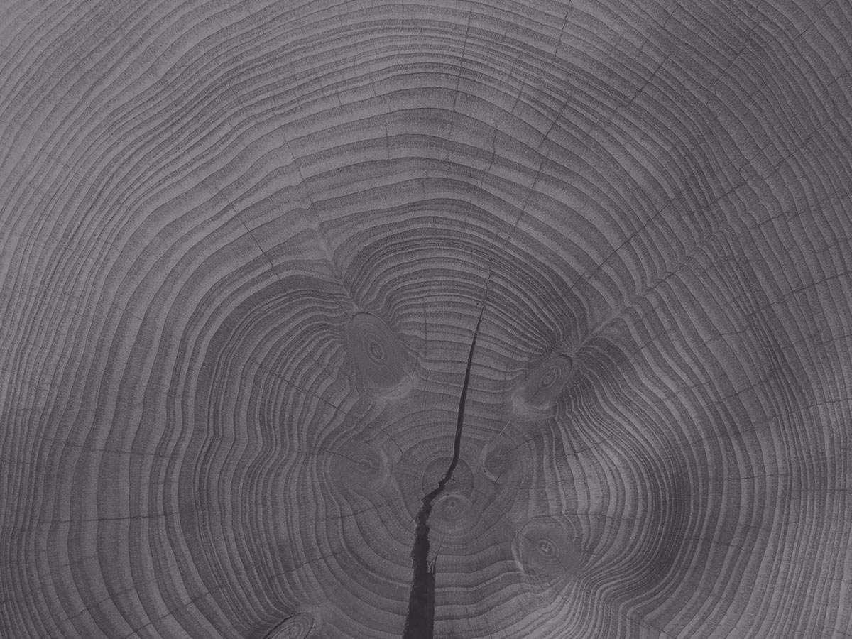 Close-up of the growth rings on a cut tree trunk